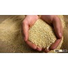quinoa
