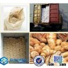 wheat gluten powder