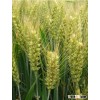 wheat flour pick up dry gluten