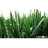 shandong high protein factory vital wheat gluten