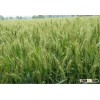 vital wheat gluten free flour