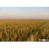 factory wheat gluten free products