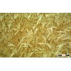 wheat gluten from high protein flour