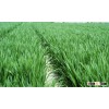 vital wheat gluten powder