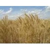 food grade wheat gluten