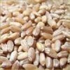 75% protein vital wheat gluten
