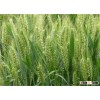 high quality wheat gluten power