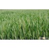 wheat gluten meal