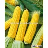 Native Corn starch/large product/free sample/best service