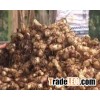 Arrowroot starch