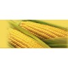 Maize starch