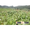 Arrowroot powder