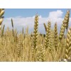 Wheat A Starch hot sell for food grade,industrial grade,Pharmaceutical Grade