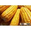 Pregelatinized starch with CAS NO.68412-29-3