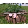 Tapioca Starch/Cassava Starch for textiles