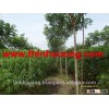 Modified Tapioca Starch Food Grade - Acetylated Distarch Adipate E1422