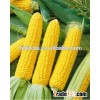 modified corn starch/corn starch/fast delivery/high quality