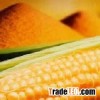 CORN STARCH Thailand