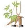 CASSAVA