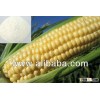 100% Natural Fresh Corn/Mailz Starch