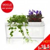 wholesale bonsai