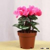 Professional and Original japanese garden tools japanese BONSAI for Freedom , big tree also availabl