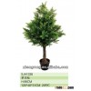wholesales podocarpus bonsai