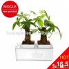 sale bonsai