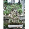 Lagerstromia Indica Bonsai