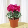 envrionmentally friendly bonsai plants advanced nutrients for plants pot