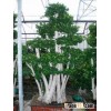 Ficus Bonsai Multistam