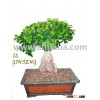 BONSAI GINSENG