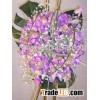 Lime Green Bigshaped Amaryllis Bridal Bouquets With Crystals And Pearls
