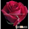 roses fresh