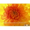 Cut Fresh Chrysanthemum flowers
