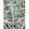 Fresh Tuberose/Fresh Sampangi Flowers/Fresh Flowers!