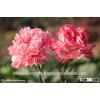 Carnation Flowers/Fresh Carnation Flowers/Fresh Flowers!