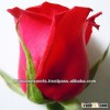 Fresh Roses/Cut Roses/Fresh Cut Flowers !