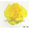Carnation Flowers/Fresh Flowers/ Bulk Flowers!