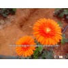 Fresh Gerbera flowers/Gerbera DaisyFlowers/Fresh Flowers!