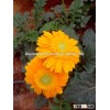 Fresh Gerbera Flower/Gerbera Flower/Bulk Flower!