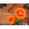 Gerbera Flowers /Fresh Gerbera Flowers/Fresh Flowers