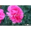 Carnation Flowers/Fresh Flowers!