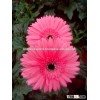 Gerbera Flower/Fresh Flower!