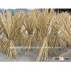 Bamboo pole cane stake sticks with natural ,dyed colors, PVC coated
