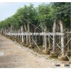 bamboo products gardening/horticulture bamboo poles 26/28mm*3m bamboo flower support