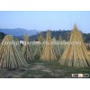 Bamboo Stake - Tonkin cane - Bamboo cane