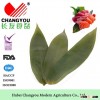 Source Origin Factory Direct Sale Sushi Decoration And Packing Tools Fresh Bamboo Leaves