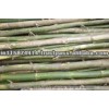 Indian Bamboo Pole