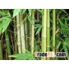 bamboo
